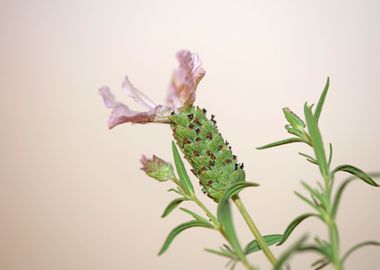 Lavandula flower blossoms