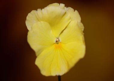 Yellow viola flower macro