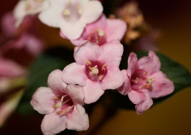 Weigela flower close up