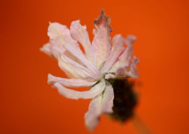 Lavandula flowering macro