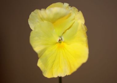 Yellow viola flower macro