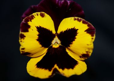 Colorful viola flowering