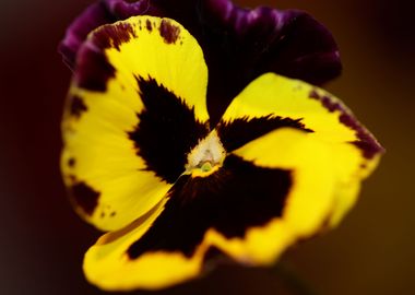 Colorful viola flowering