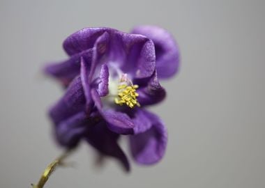 Aquilegia flower blossom