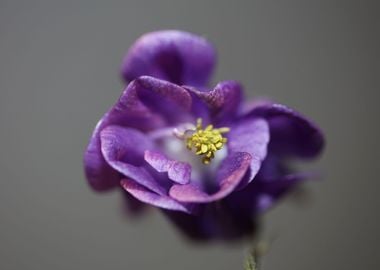 Aquilegia flower blossom