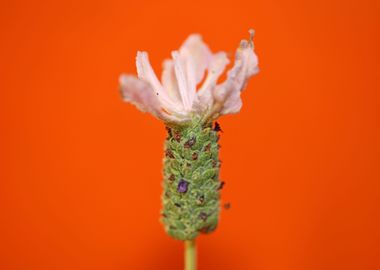 Lavandula flowering macro