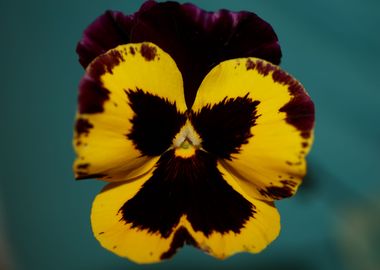 Colorful viola flowering