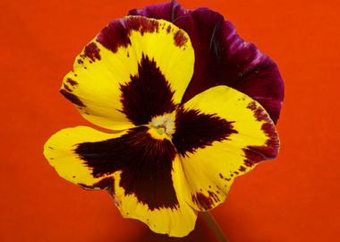 Colorful viola flowering