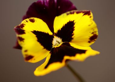 Colorful viola flowering