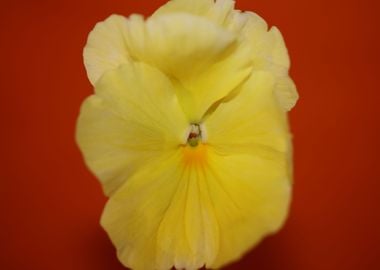 Yellow viola flower macro