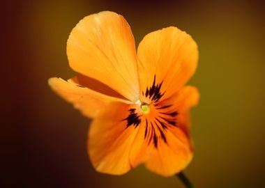 Orange viola flower macro