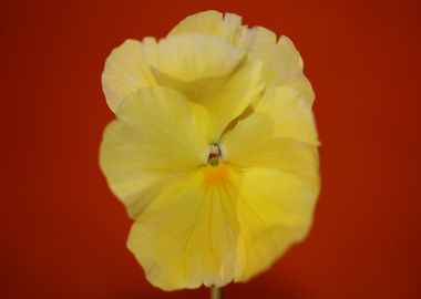 Yellow viola flower macro