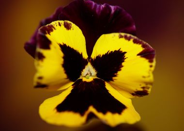 Colorful viola flowering