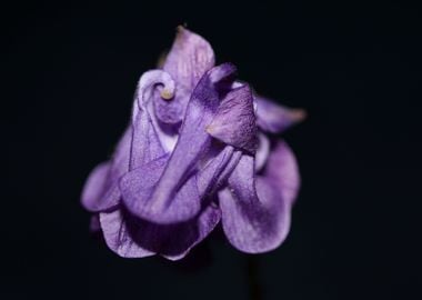 Aquilegia flower blossom