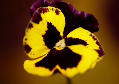 Colorful viola flowering