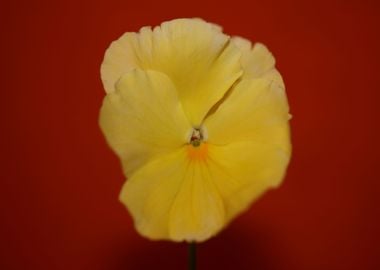 Yellow viola flower macro