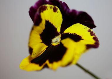 Colorful viola flowering