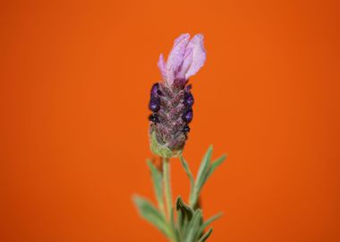 Lavandula flower blossoms