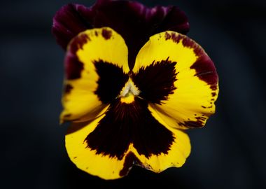 Colorful viola flowering