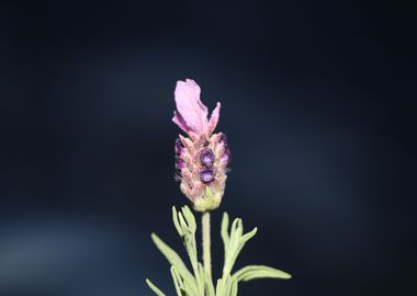 Lavandula flower close up