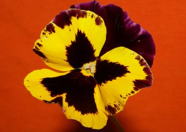 Colorful viola flowering