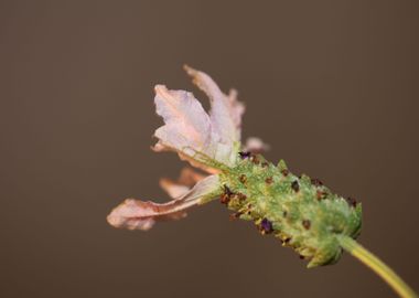 Lavandula flower close up