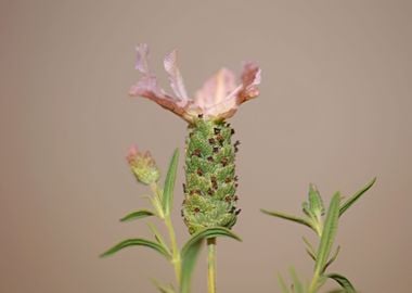 Lavandula flowering macro