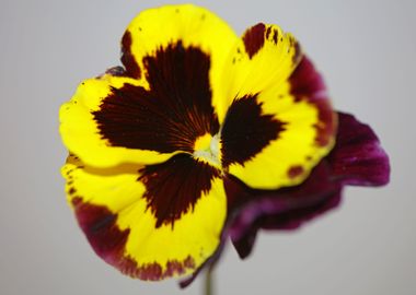 Colorful viola flowering