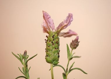 Lavandula flower blossoms