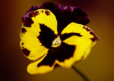 Colorful viola flowering