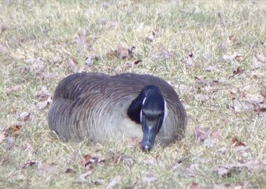 Canadian Geese