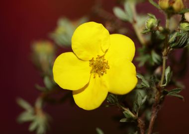 Dasiphora fruticosa flower