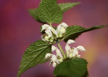 Lamium flowers background