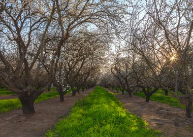 Almond Field Morning 