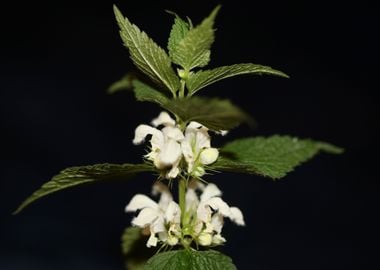 Lamium album flower macro