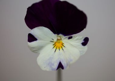 Viola flower blossoming