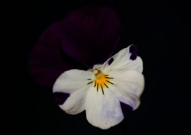 Viola flowering close up