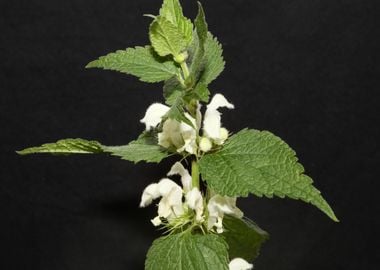 Lamium flower blossomming