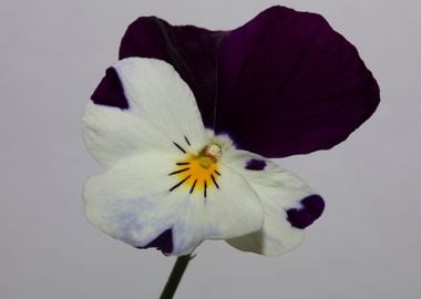 Viola flowering close up