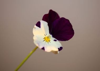 Viola flower blossoming