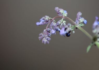 Nepeta grandiflora flower