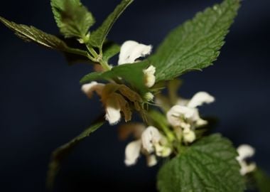 Lamium flower blossomming