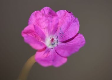 Geranium blossoms close up