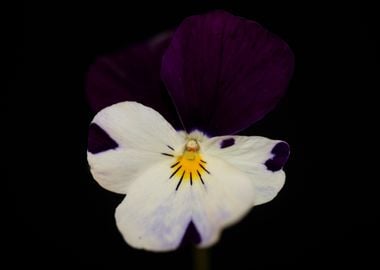 Colorful viola flowering