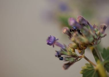 Nepeta flower blossoming