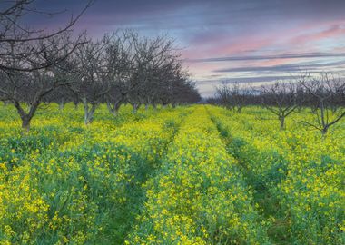 Trees and wildflowers 