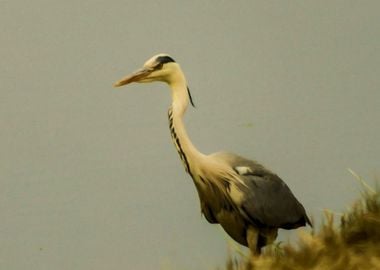 Grey heron