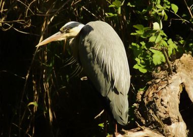 Grey heron