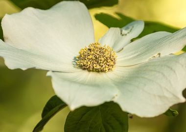 Dogwood