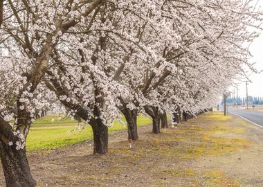 Blooming Almond